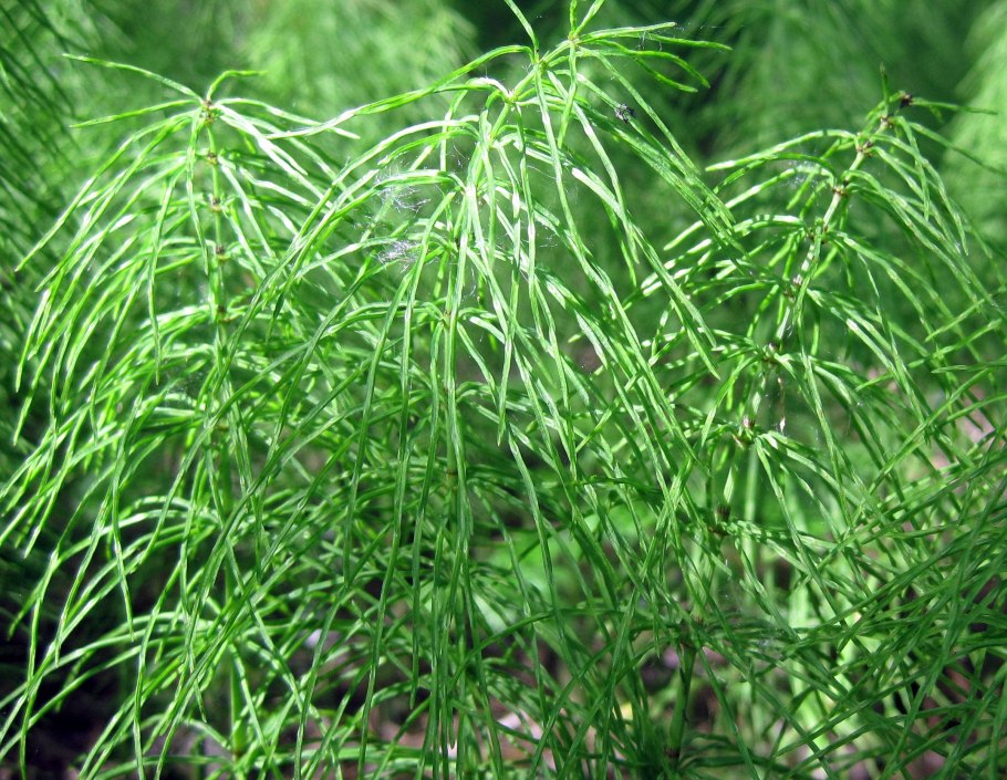 Хвощ Лесной Equisetum sylvaticum