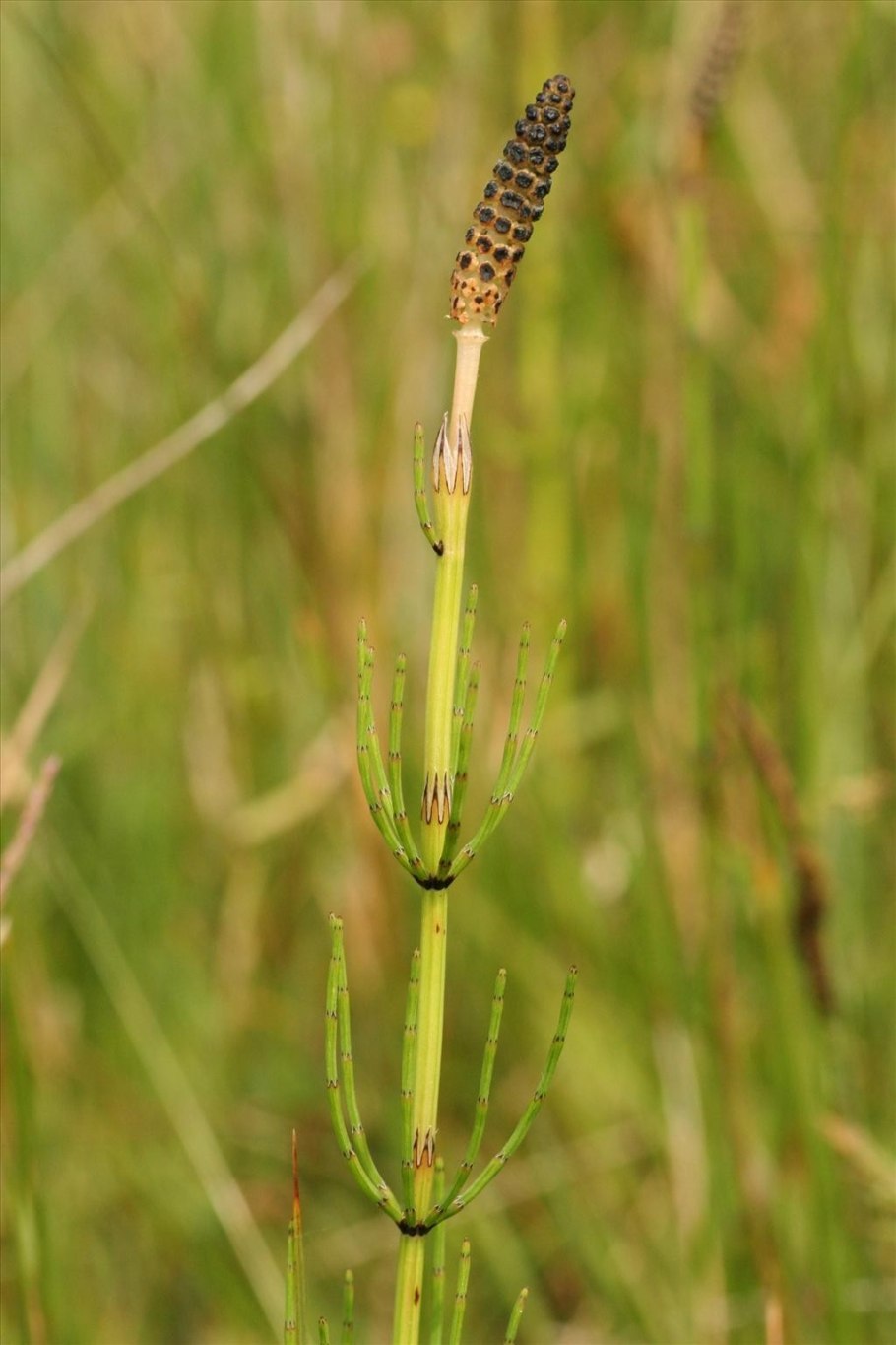 Equisetum семейство