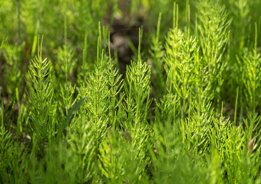Хвощ зимующий(Equisetum hyemale l.)