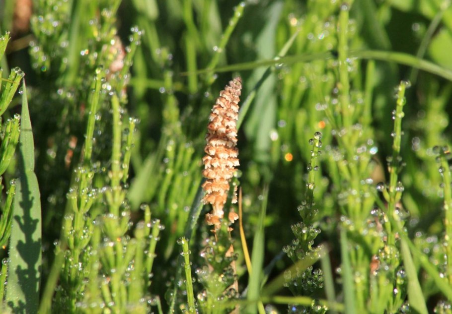 Хвощ Луговой Equisetum pratense Ehrh.