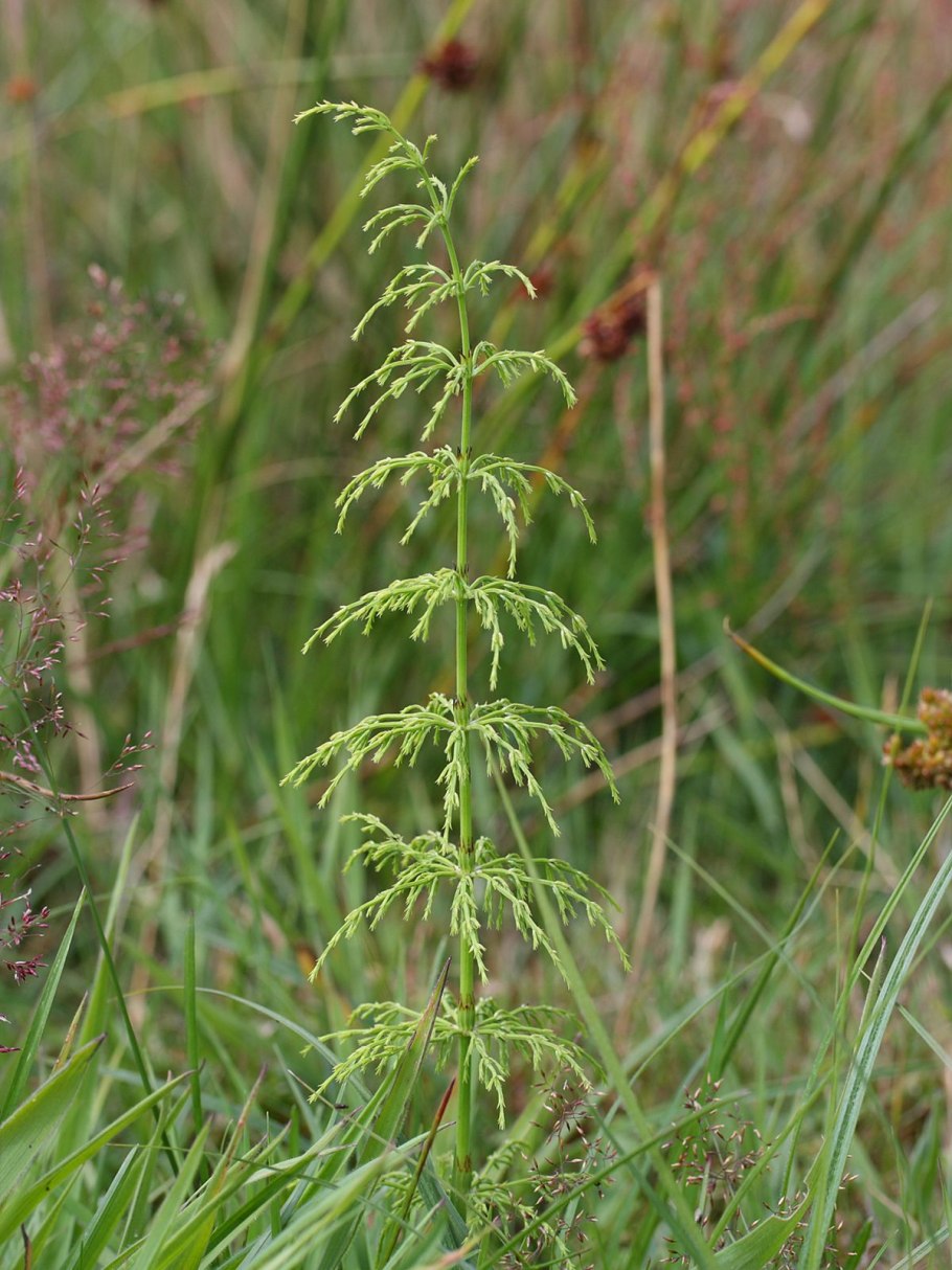 Хвощ Лесной цветок