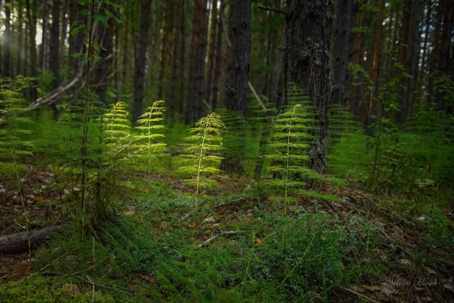 Мох Лесной хвощ