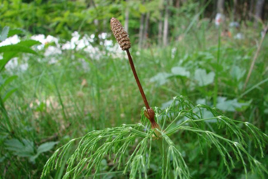 Хвощ полевой и Лесной