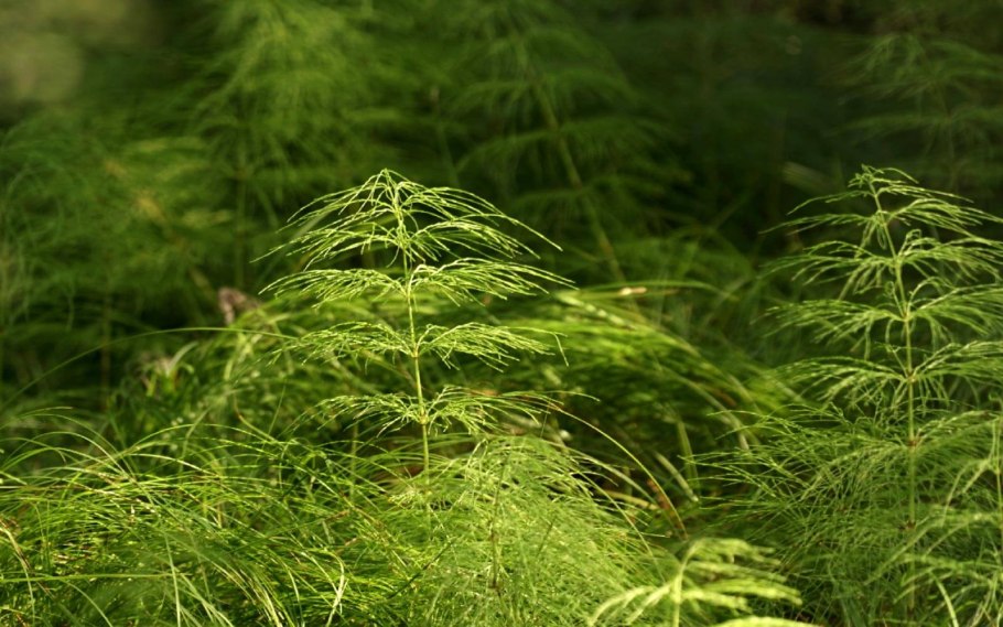 Equisetum sylvaticum l