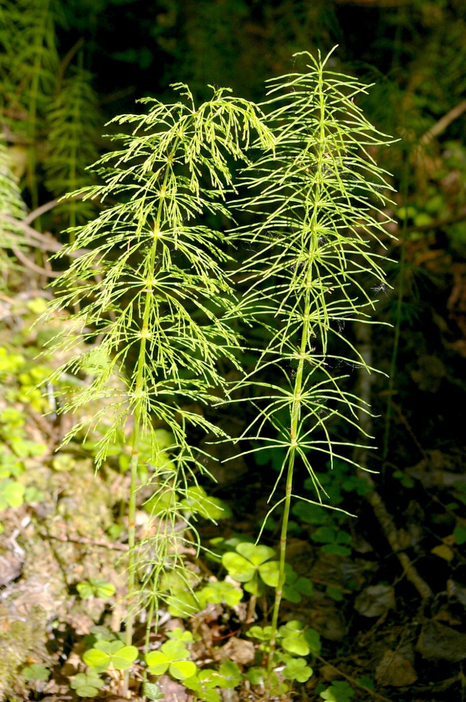 Хвощ Луговой Equisetum pratense Ehrh.