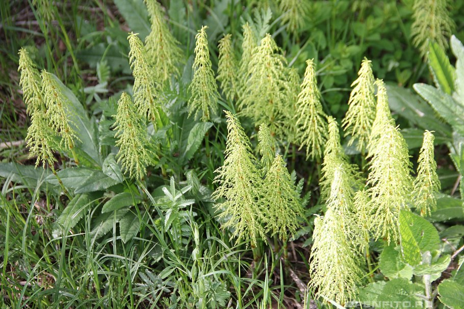2.Хвощ Лесной (Equisetum sylvaticum)