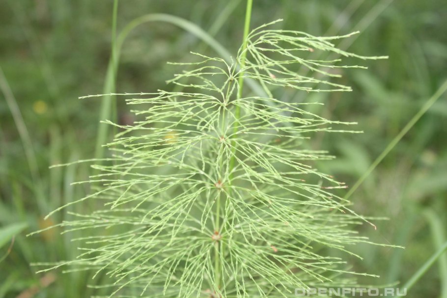 Хвощ полевой и Лесной