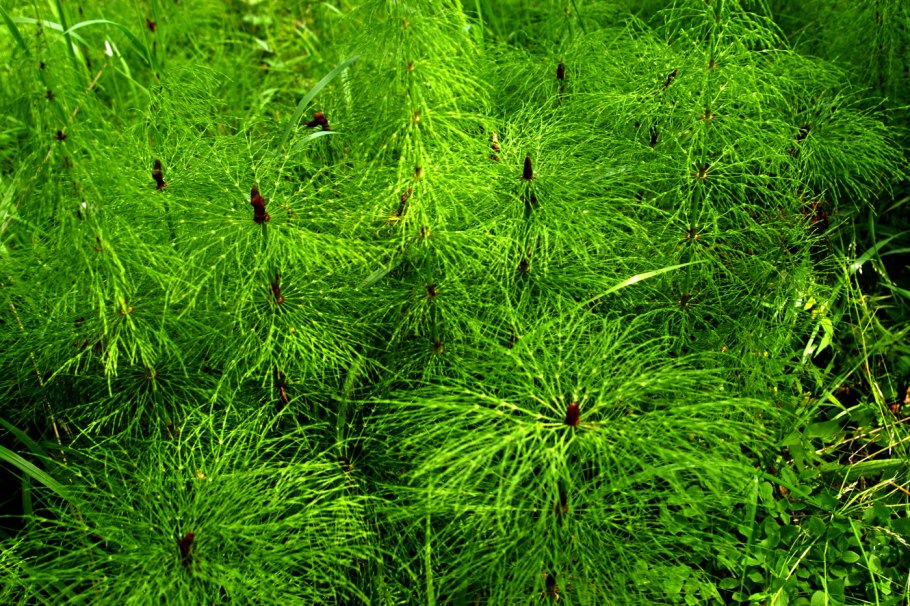 Хвощ и хвойник