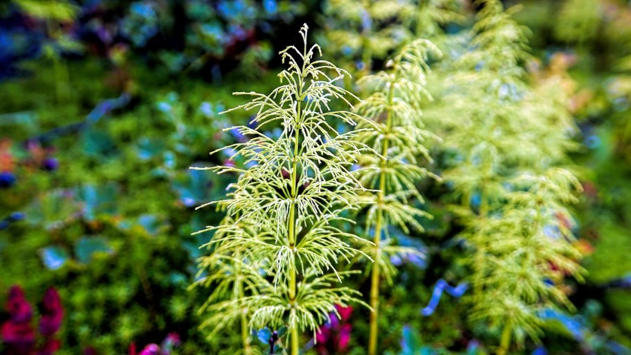 Хвощ полевой Луговой Лесной