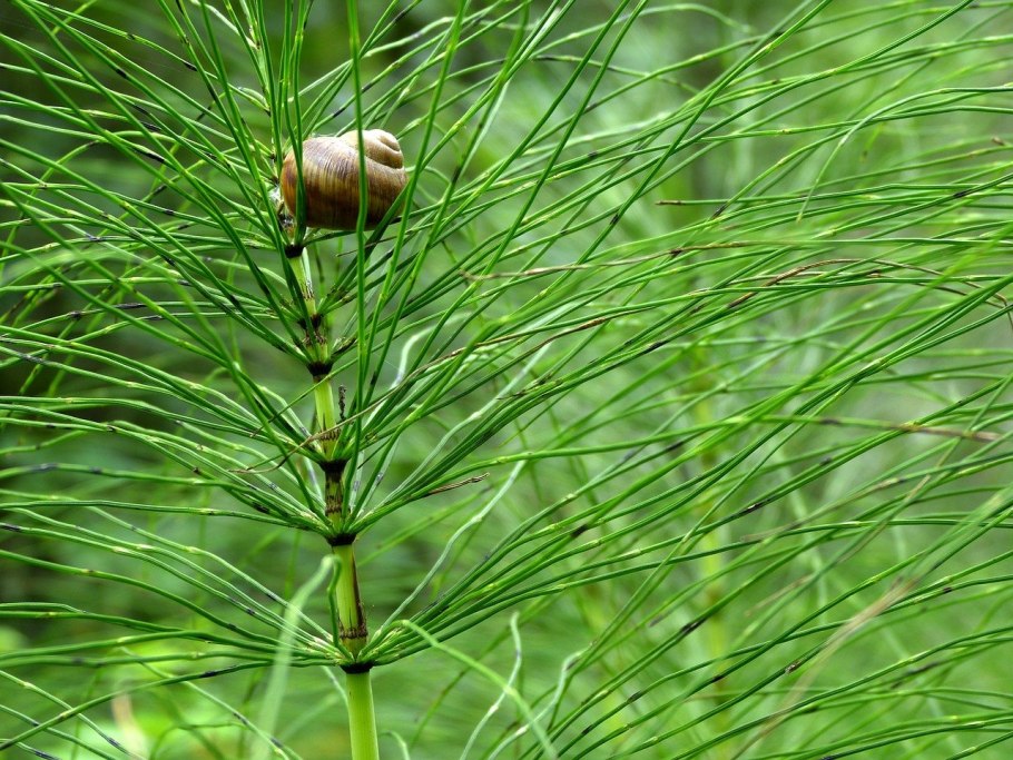 Хвощ болотный Equisetum palustre