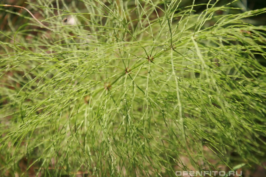 Хвощ полевой болотный Лесной