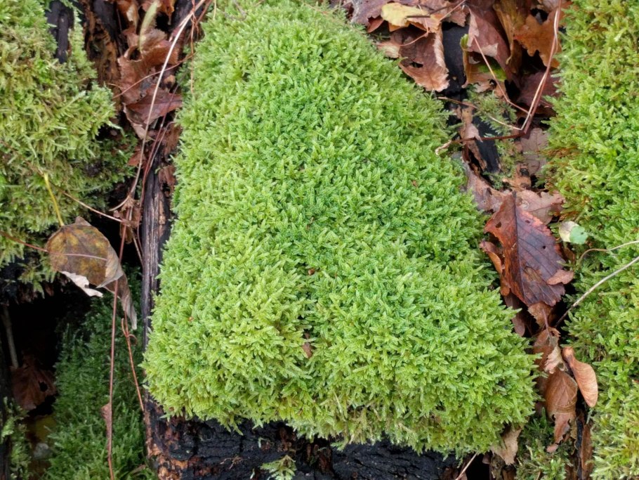 Гипнум кипарисовый