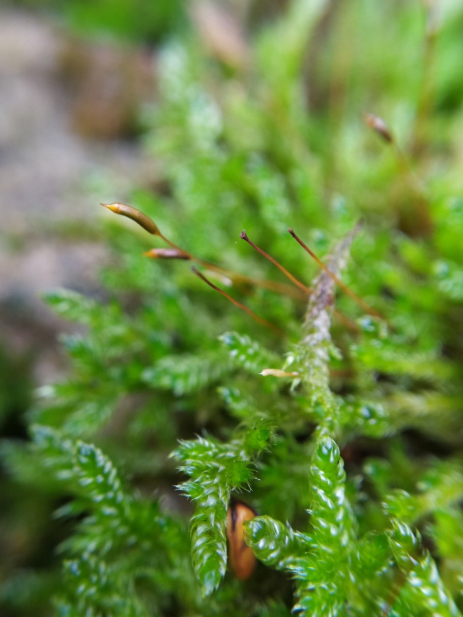 Гипнум Луговой