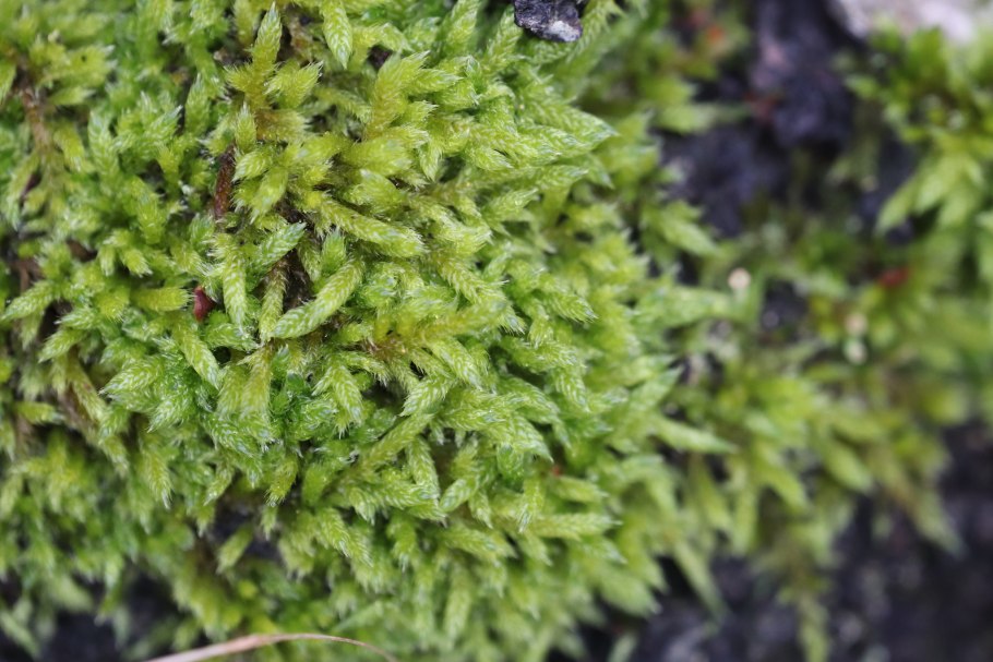 Hypnum cupressiforme