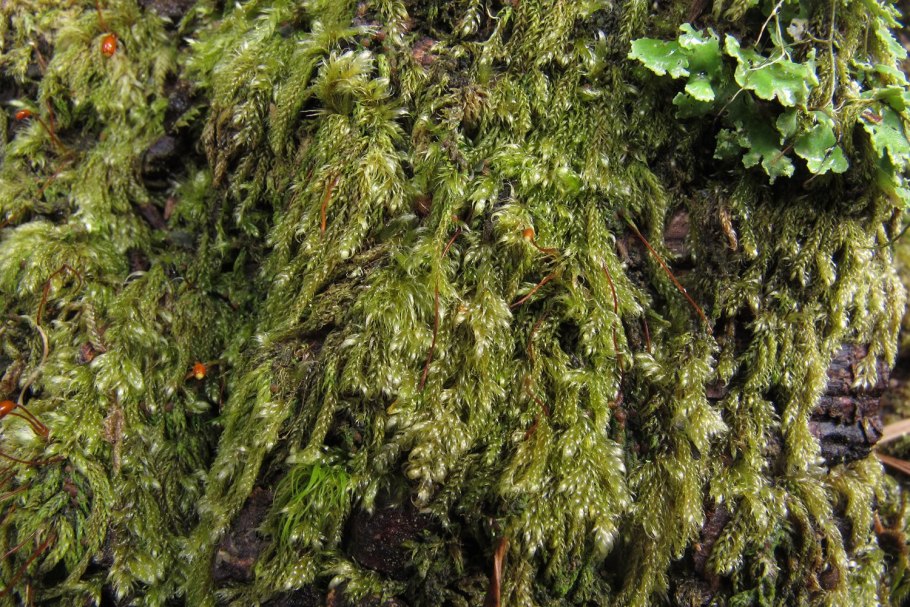 Мох Катаринея