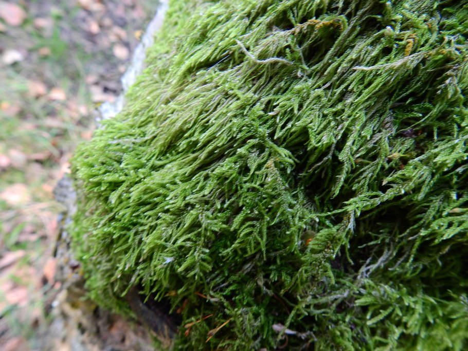 Seggen-Hypnum-Niedermoortorf е. Sedge-Hypnum Peat