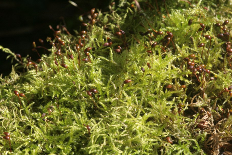 Лесной мох гипнум кипарисовый