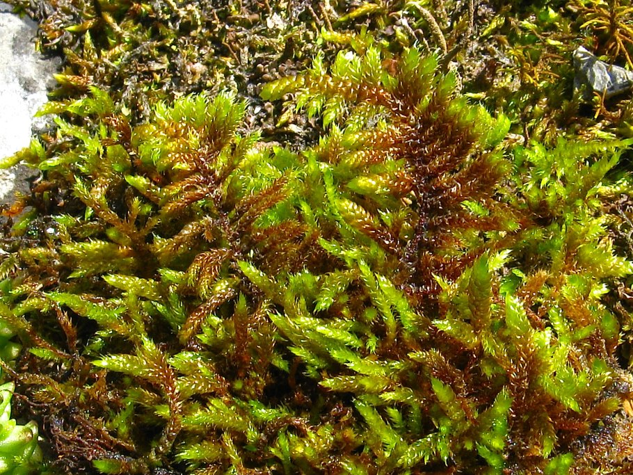 Hypnum cupressiforme