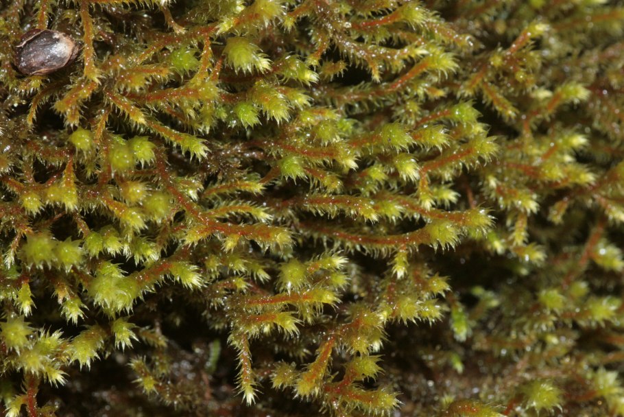 Абиетинелла елеобразная