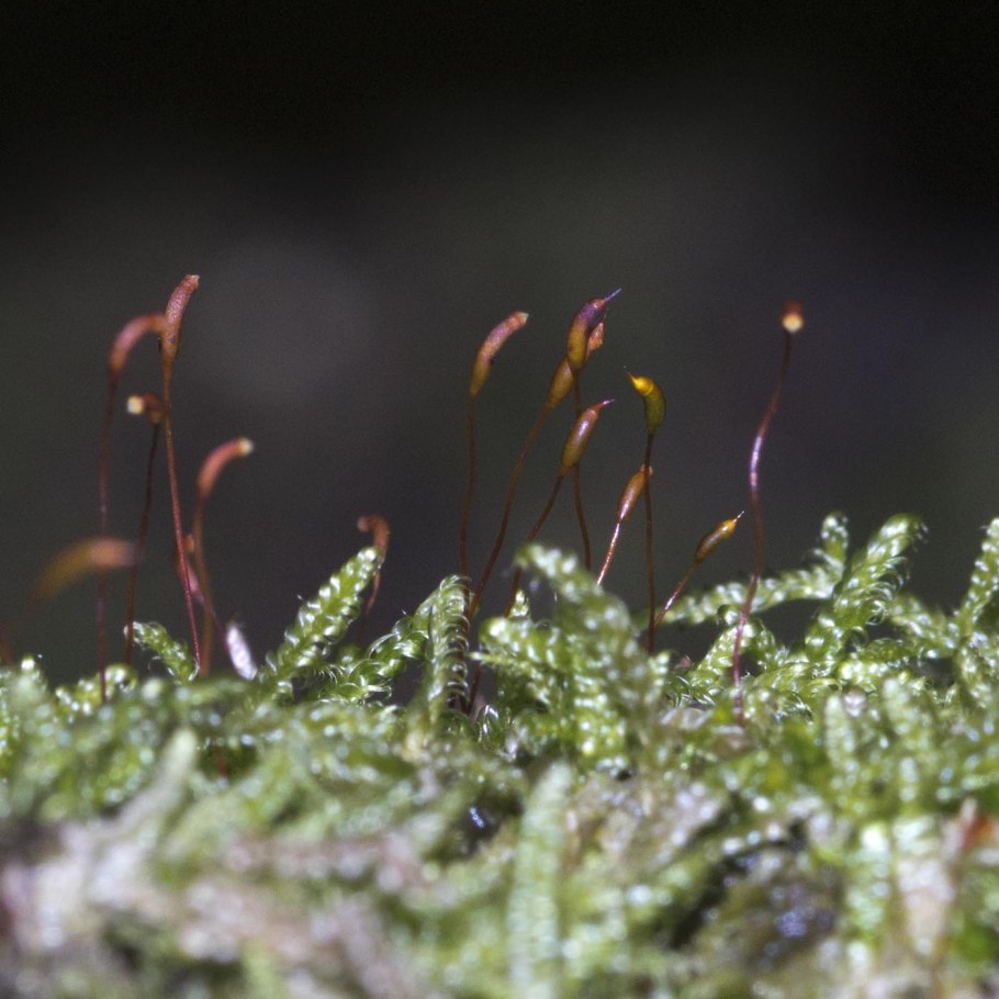 Листостебельные мхи