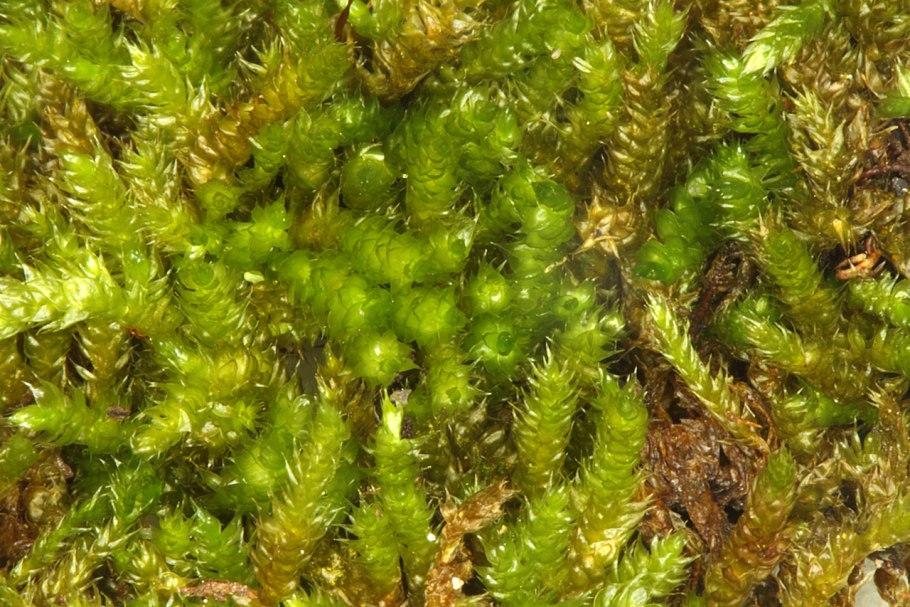 Hypnum cupressiforme