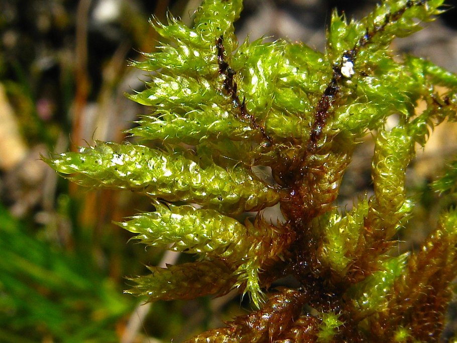 Гипнум кипарисовый Hypnum cupressiforme