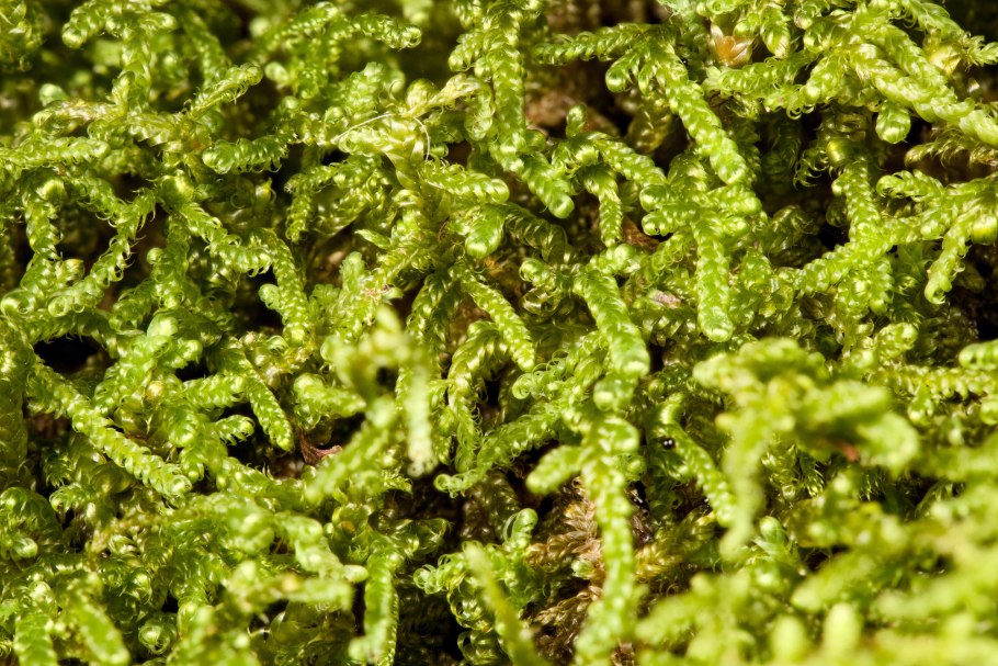 Бриевые мхи