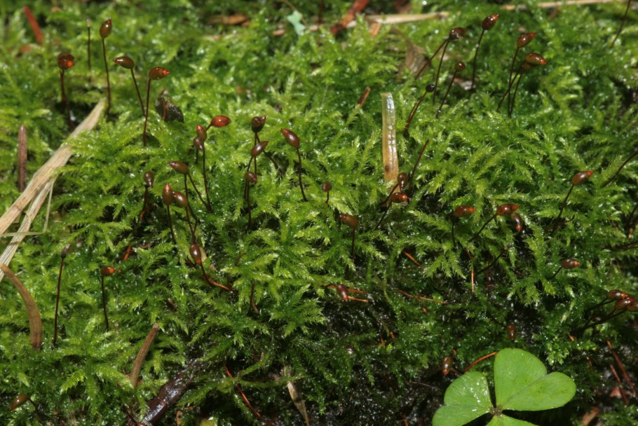 Гипнум воше Hypnum vaucheri lesq. 3
