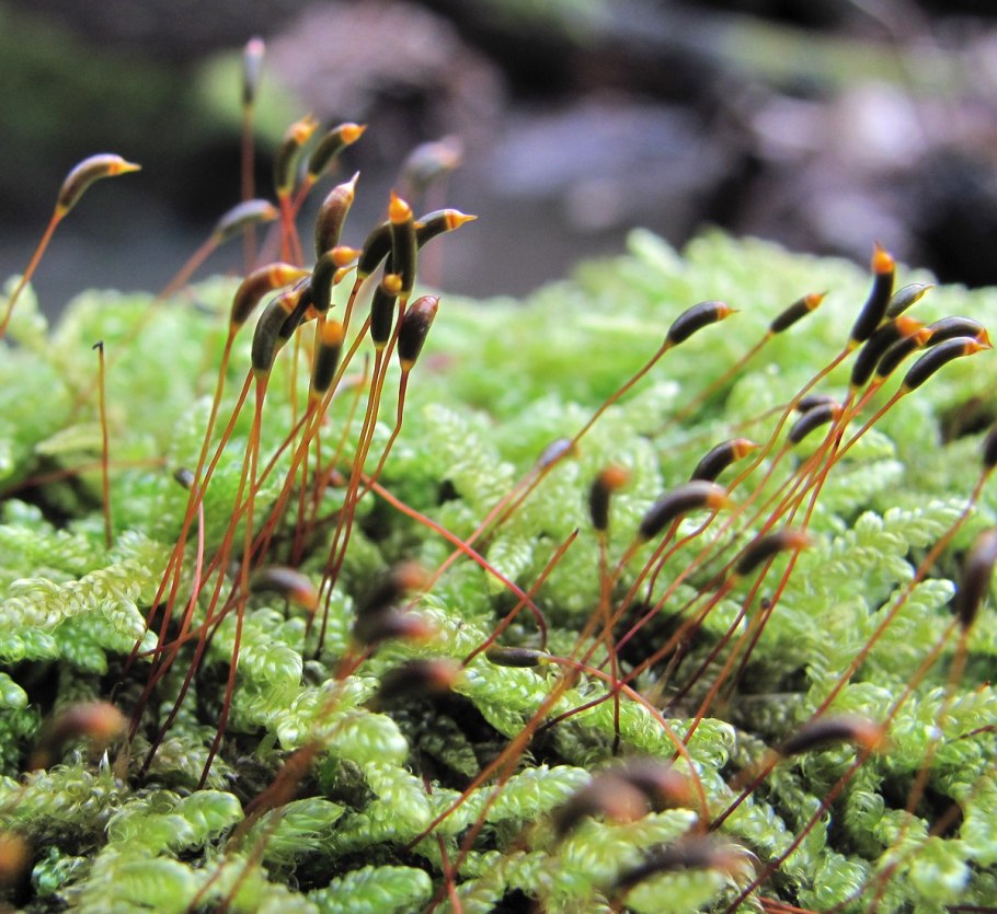 Гипнум кипарисовый Hypnum cupressiforme