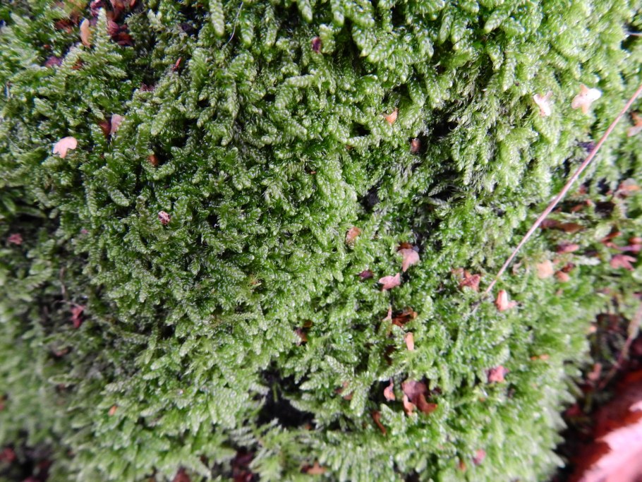 Hypnum cupressiforme