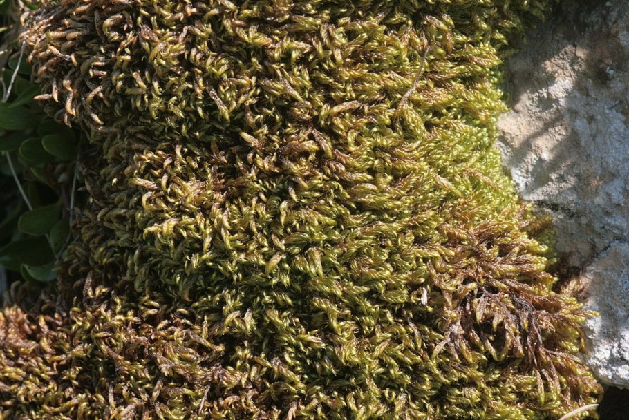 Гипнум воше