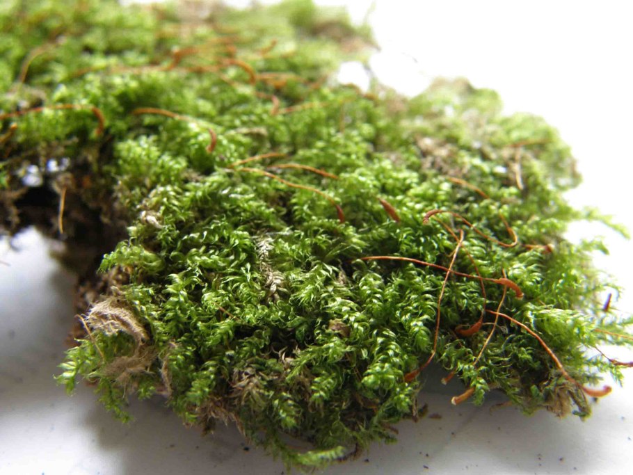 Brachythecium rivulare