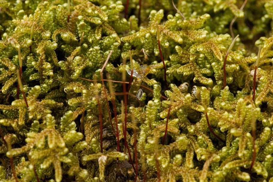 Гипнум Линдберга