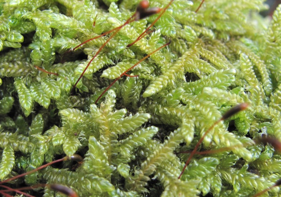 Hypnum cupressiforme
