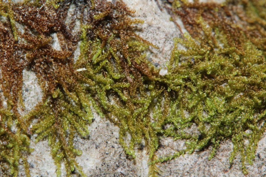 Гипнум воше