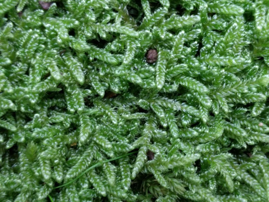 Hypnum cupressiforme