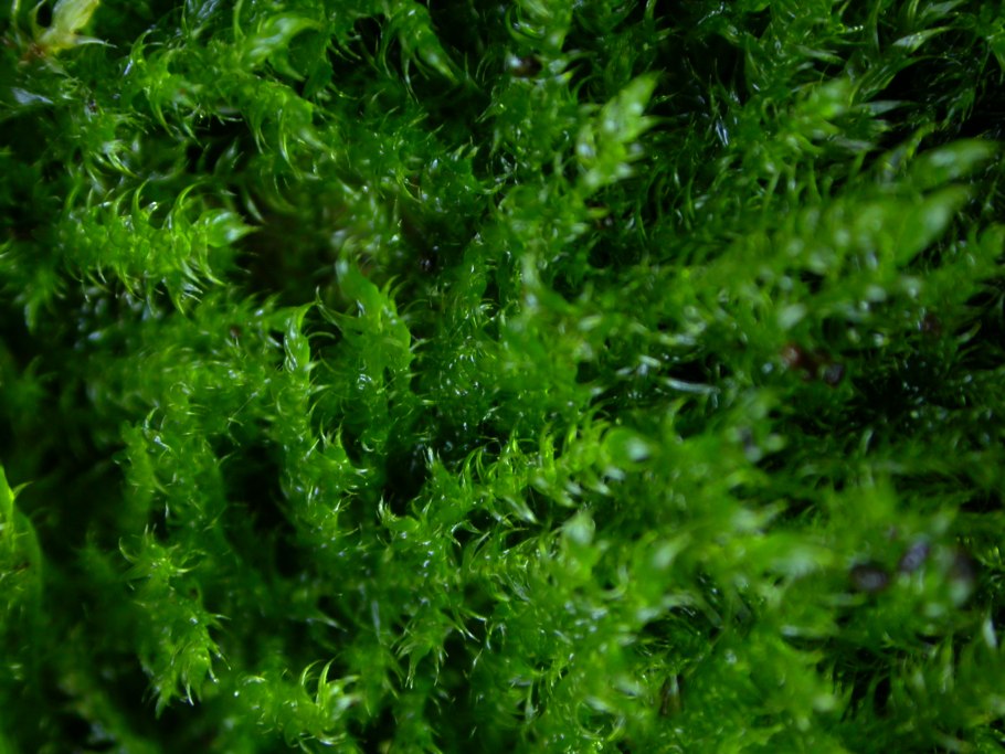 Seggen-Hypnum-Niedermoortorf е. Sedge-Hypnum Peat