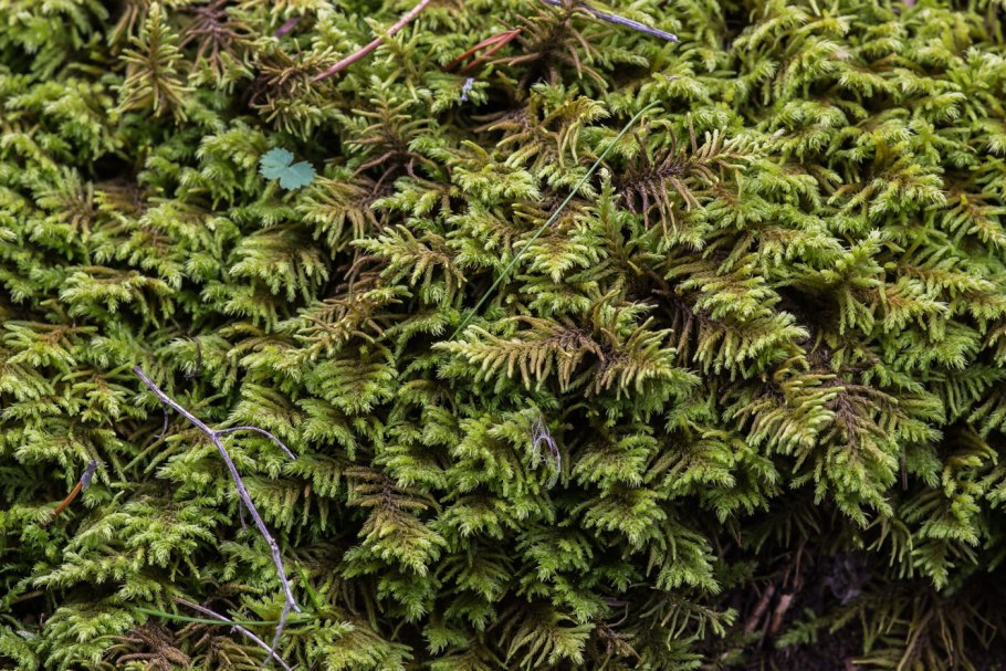 Гипн кипарисовый