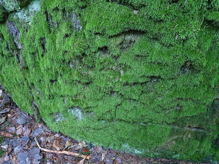 Кипарисовый мох