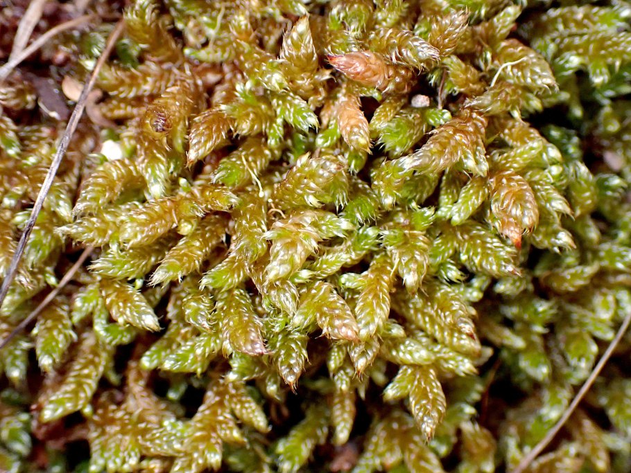 Hypnum jutlandicum microskopiye