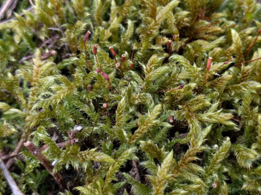 Гипнум кипарисовый мох