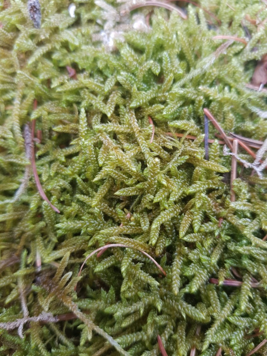 Мох Леукобрий