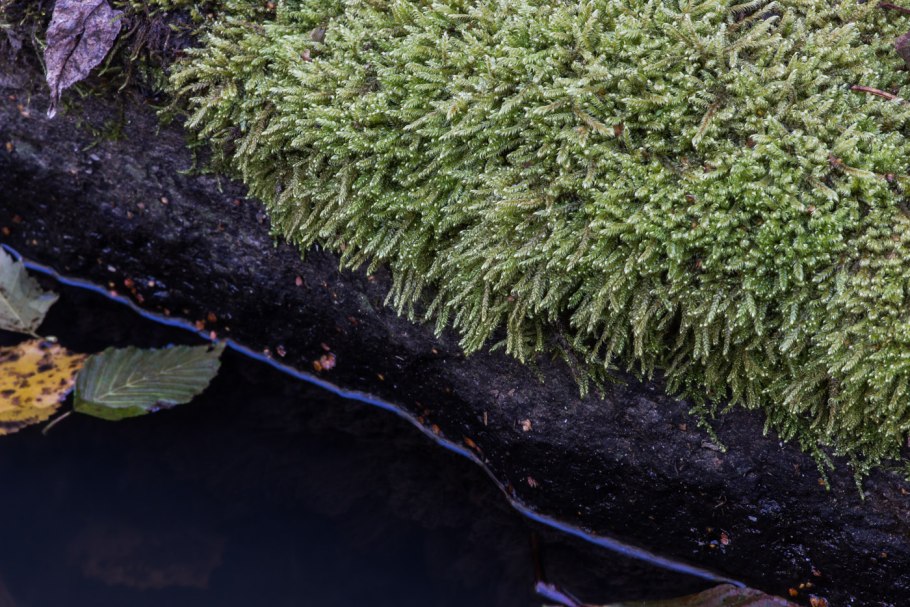 Hypnum cupressiforme