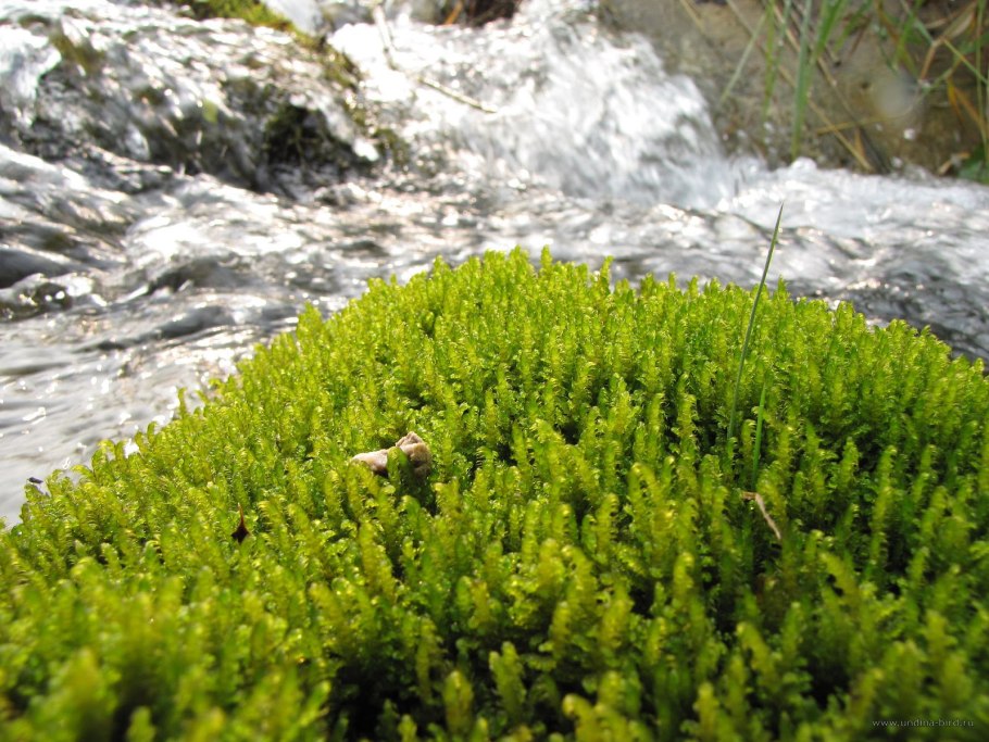Hypnum lindbergii Moss