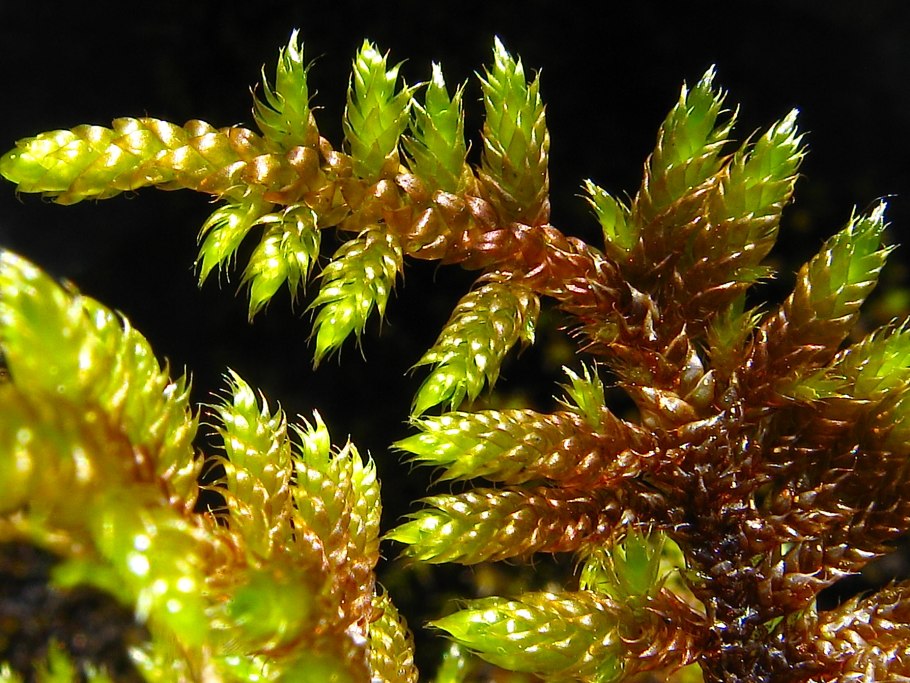 Гипнум кипарисовый мох