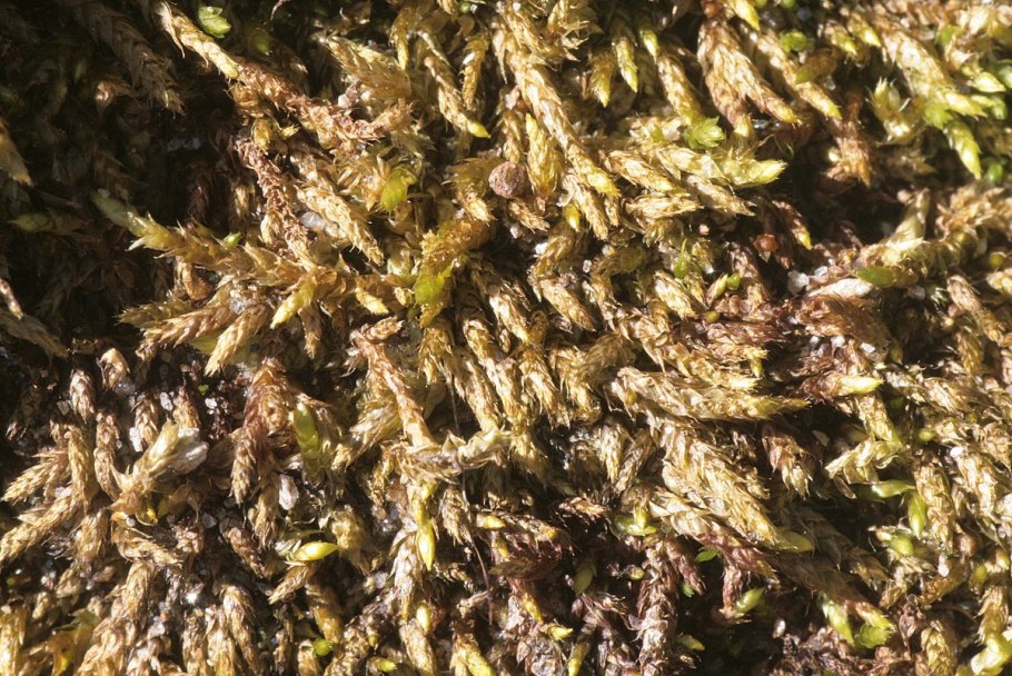 Stereodon pallescens