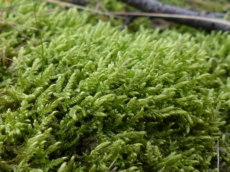 Мох гилокомиум