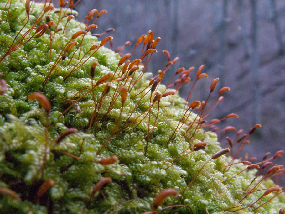 Frullania bolanderi