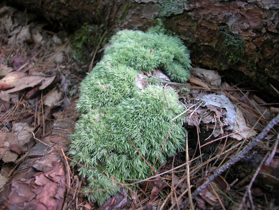 Sciurohypnum oedipodium