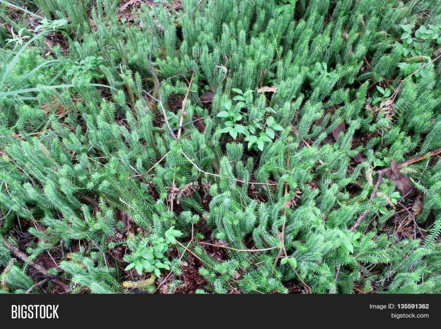 Гипнум кипарисовый мох